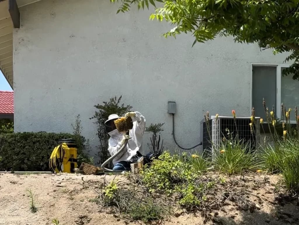Beehive removal by BeeSmart in San Jacinto