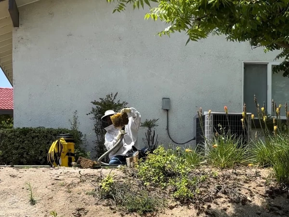 A 50-lb honeybee hive being removed from a roof underhang in San Jacinto
