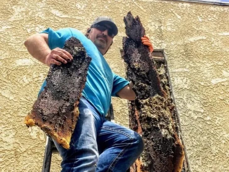 Man on a ladder holding two large honeycomb pieces during a bee removal