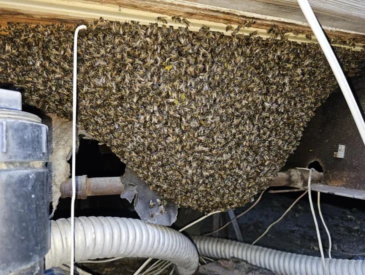 Beehive removal in Indian Wells