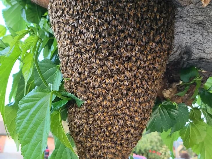 Beehive swarming on a tree branch — humane bee removal and relocation