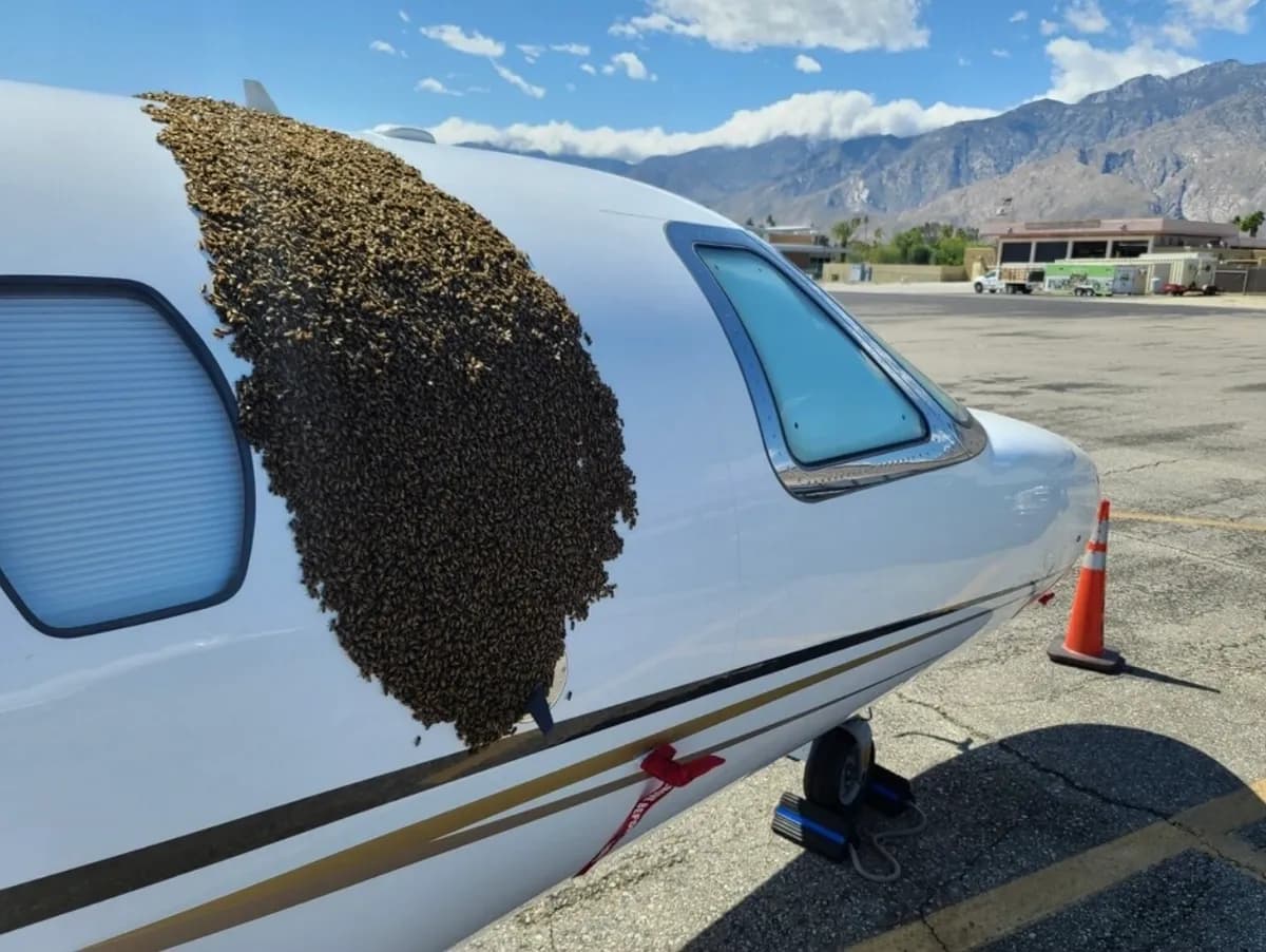Bee infestation being removed from a private jet