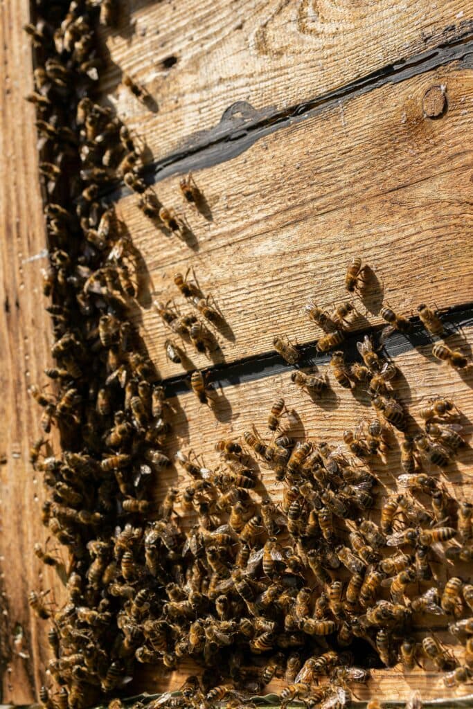 Bees swarming around cracks in a Murrieta home's walls