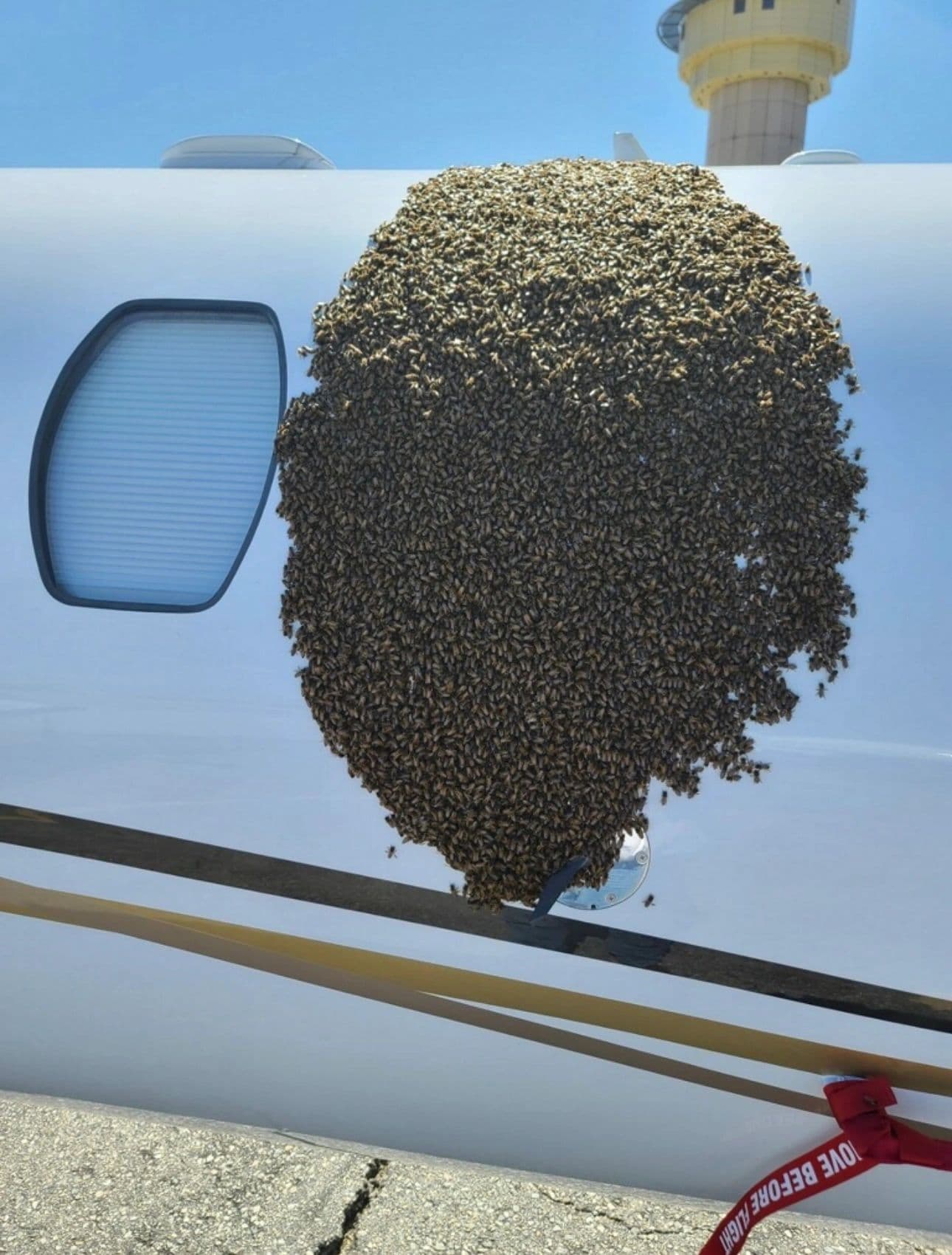 BeeSmart removing bees from a private jet in Palm Springs