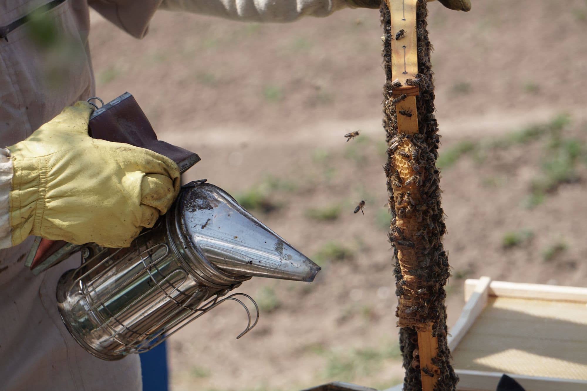 Gloved beekeeper using a smoker beside a hive frame covered in bees