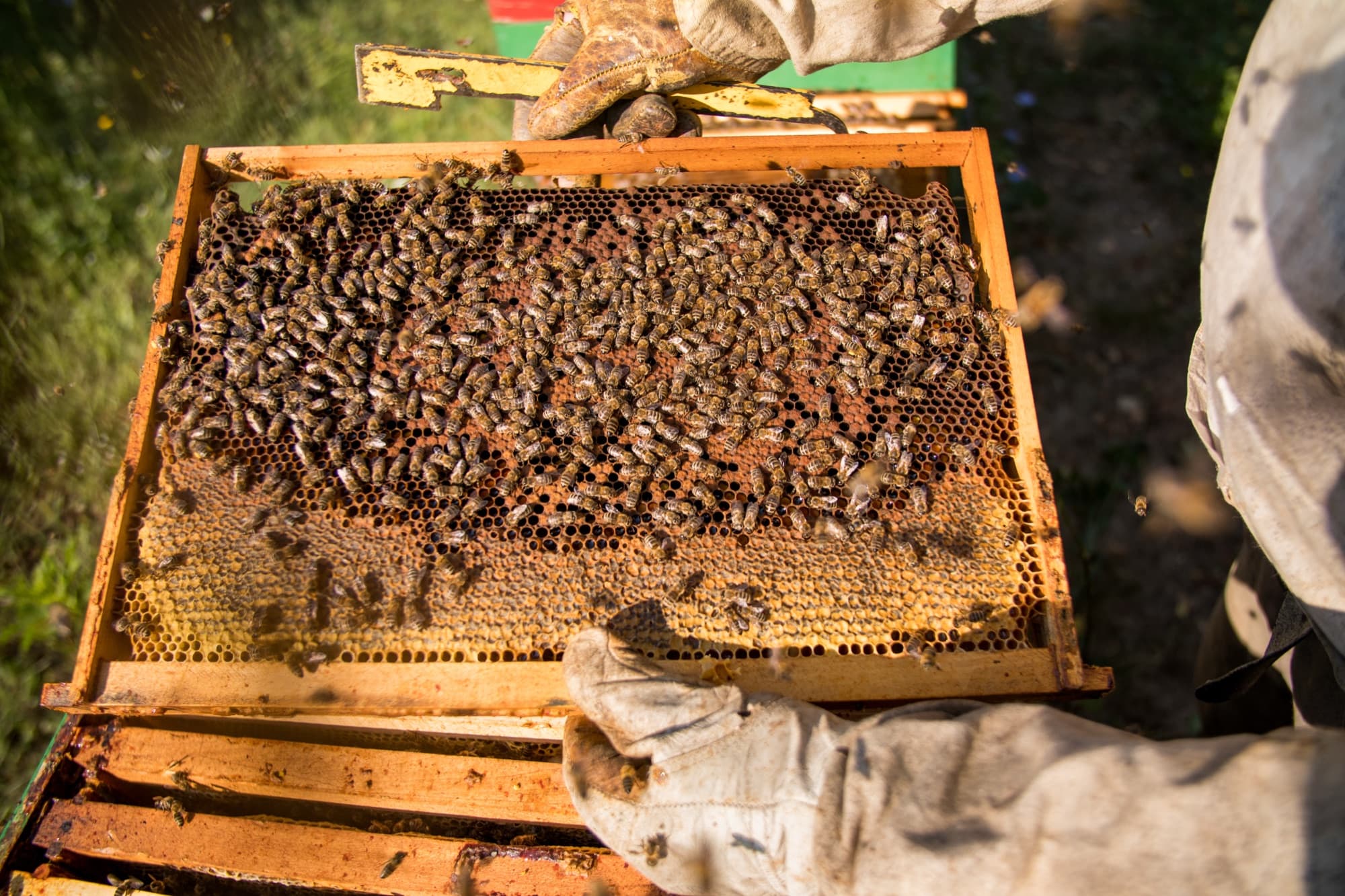 Bees flying around a beekeeper inspecting hive frames