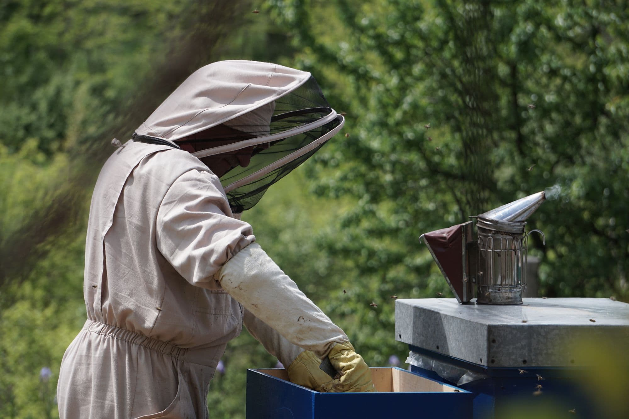 Beekeeper in a protective suit working a hive with a smoker