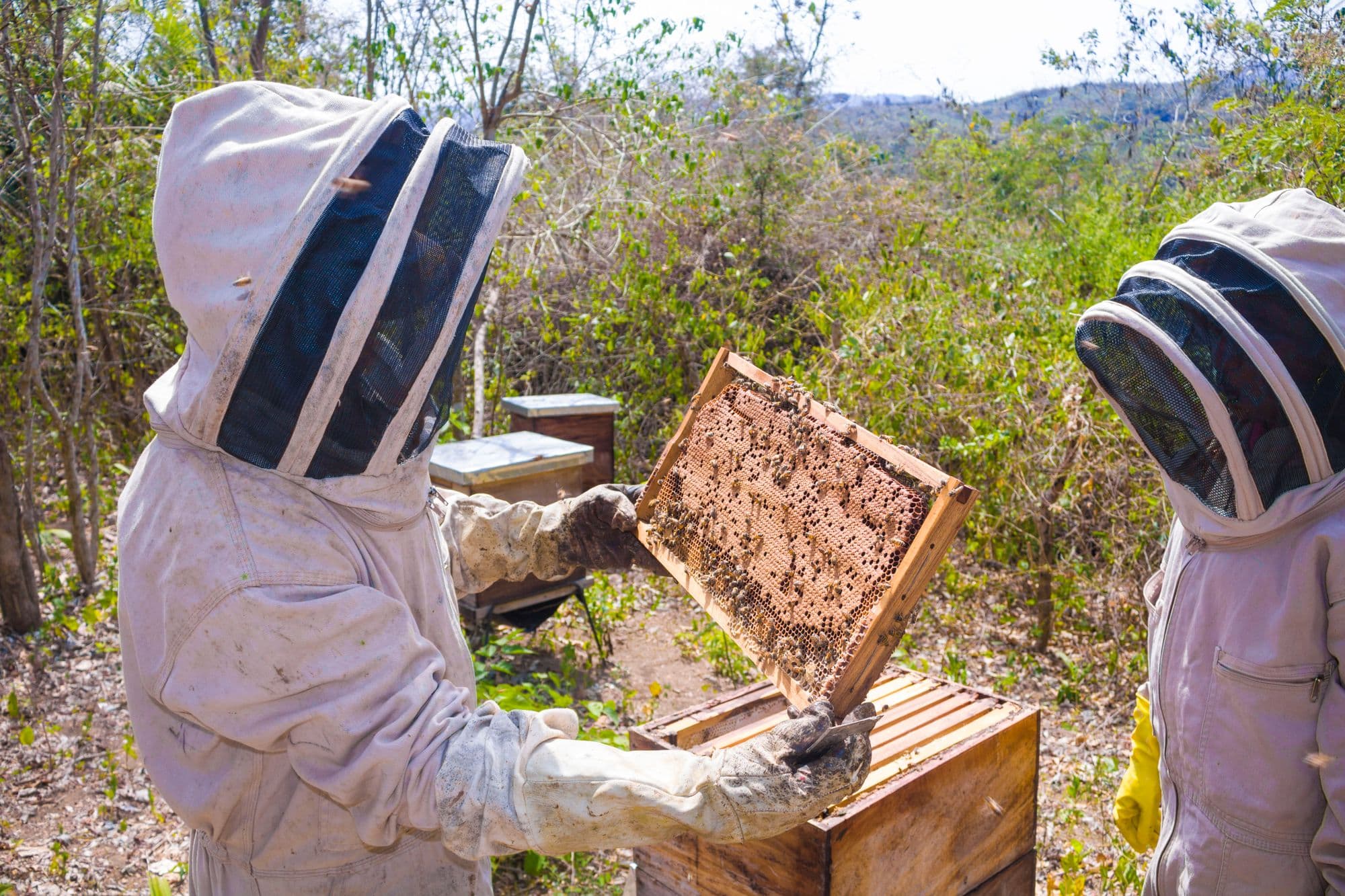 Two beekeepers in protective suits inspecting a hive frame in a dry, hilly apiary