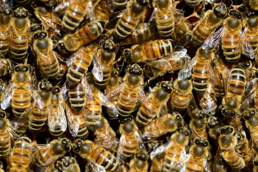 Live honey bee removal and relocation in Indio