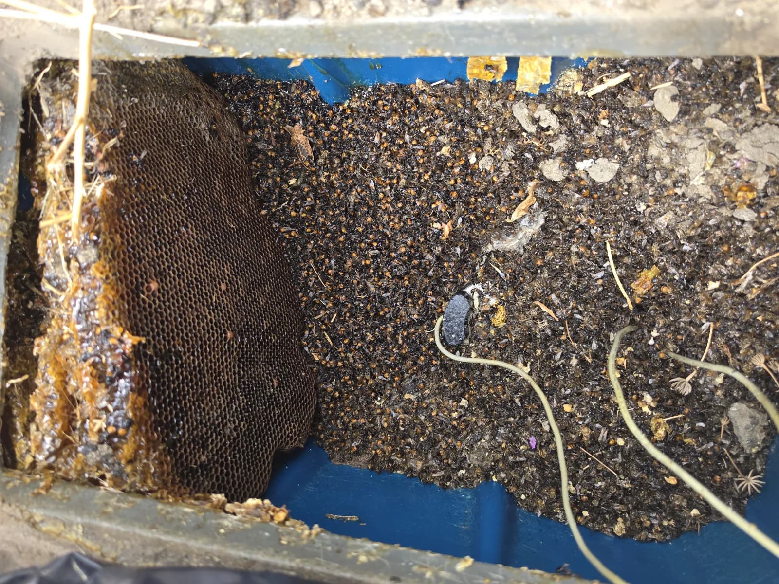 A blue in-ground utility box in La Quinta packed with bees and dark honeycomb
