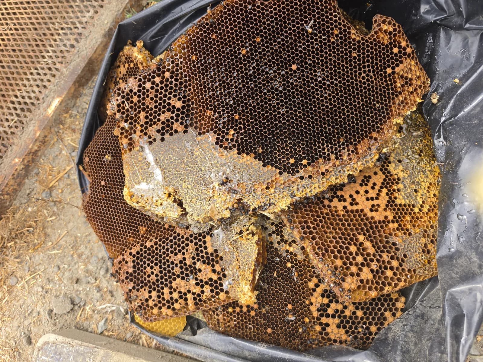 A large intact honeycomb with capped honey removed from the La Quinta ground box