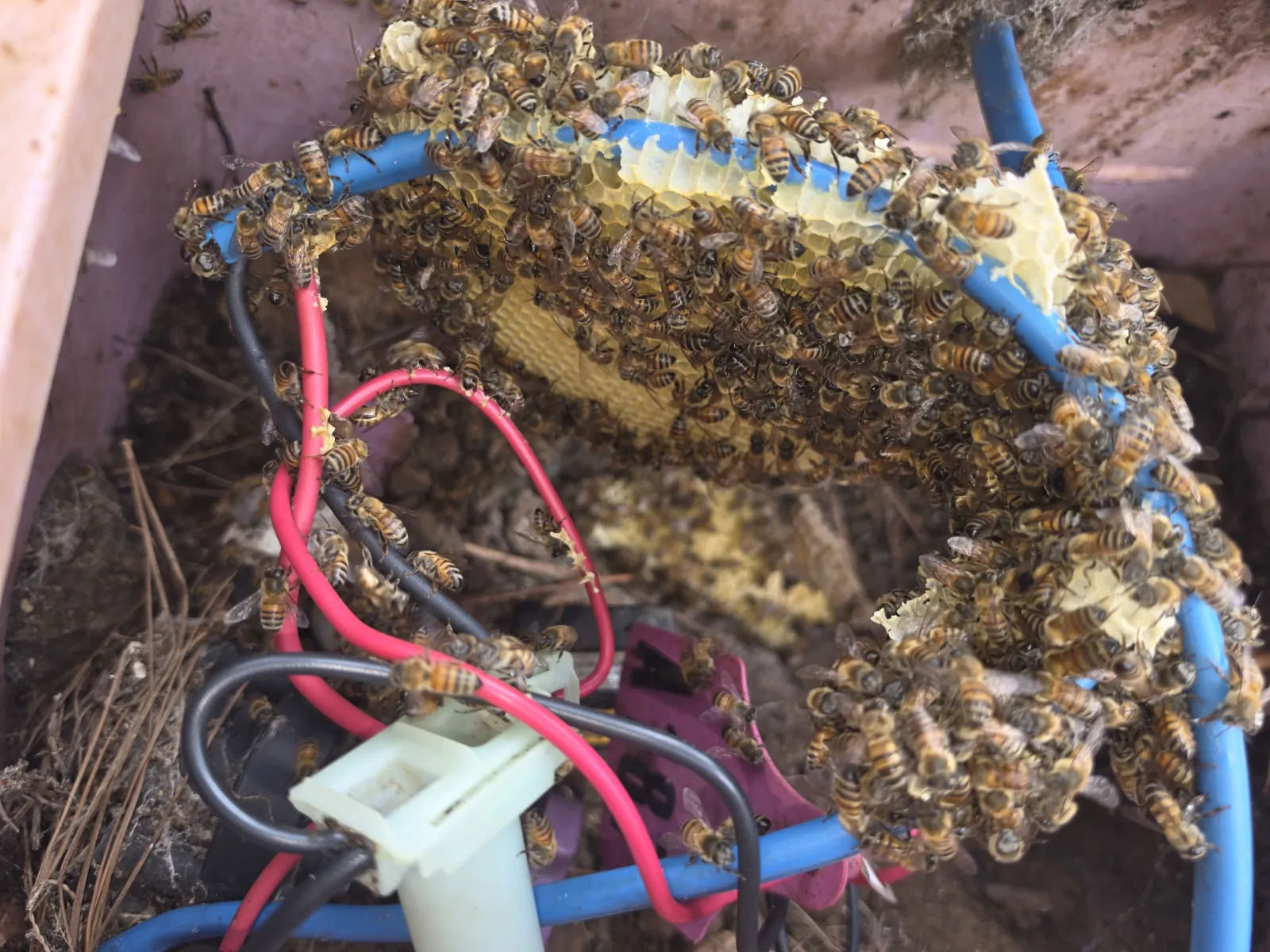 Honeycomb built around irrigation wiring inside an in-ground valve box at a Murrieta elementary school