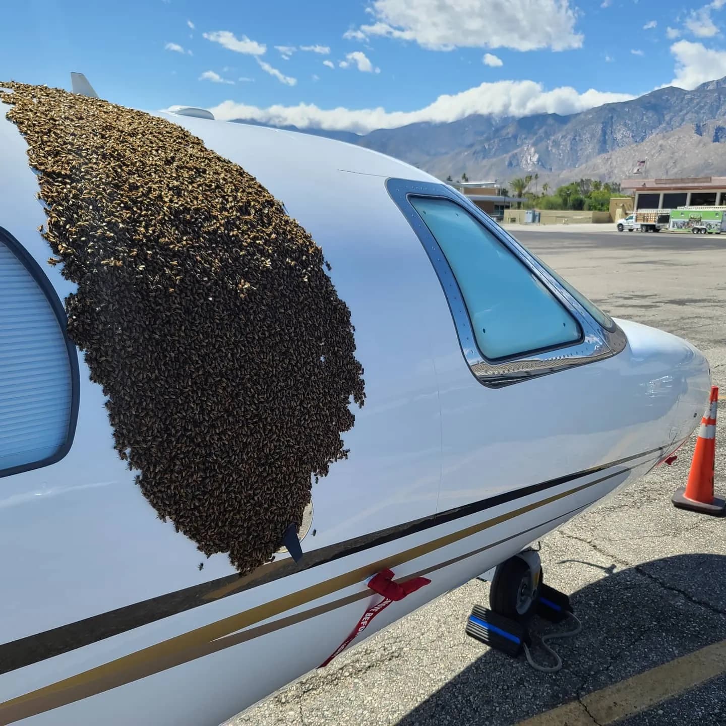 Honeybee swarm clustered on the nose of a Cessna Citation jet at Palm Springs International Airport with the mountains behind