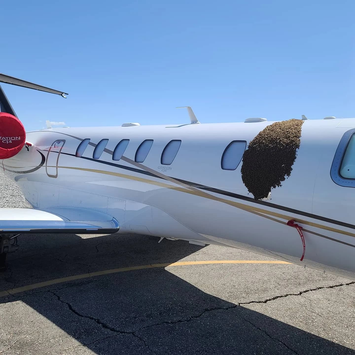 A swarm of bees on the fuselage of a Cessna Citation CJ4 parked on the airport ramp