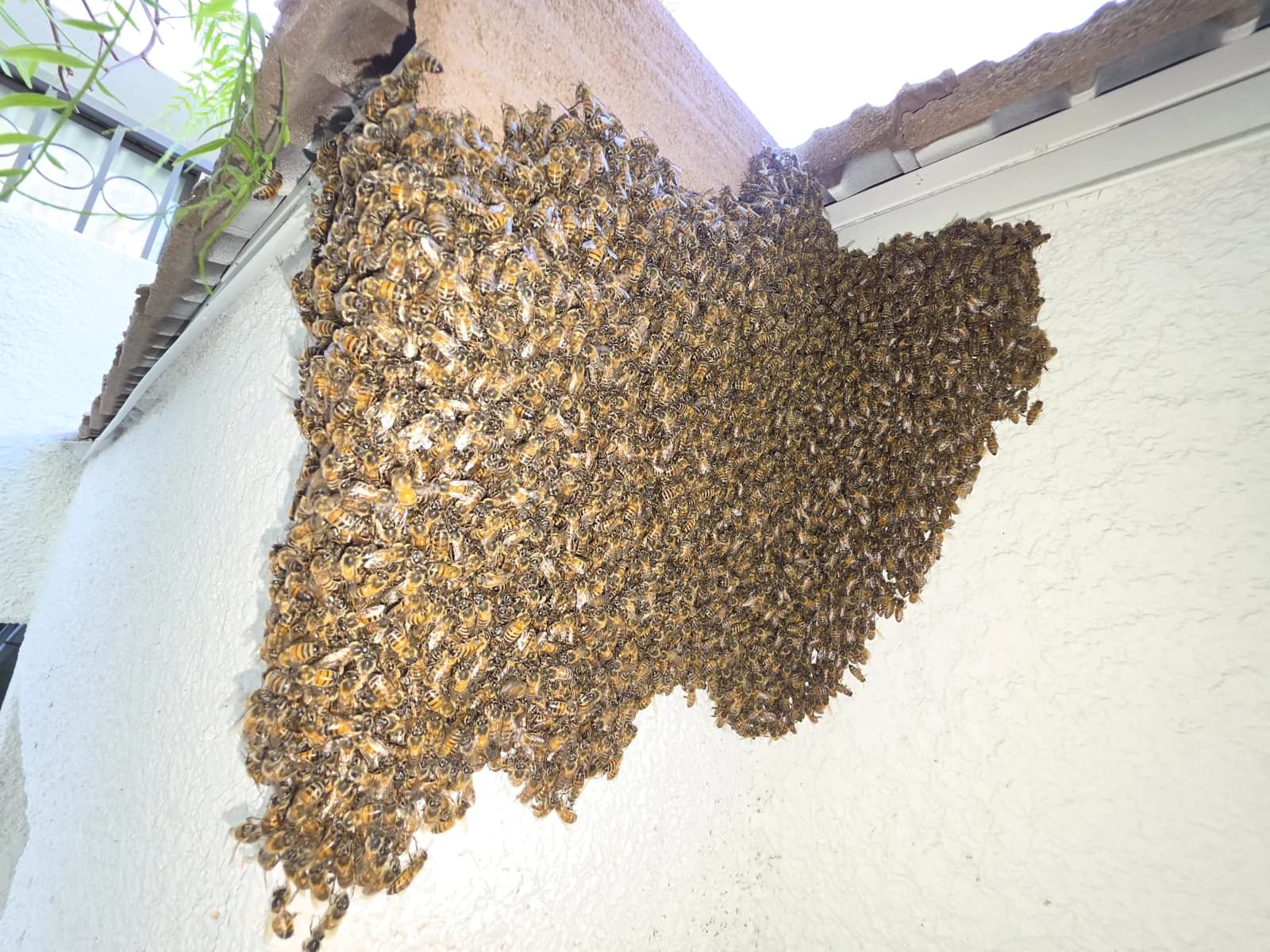 A honeybee swarm spread across a stucco wall at the roofline of The Westin Rancho Mirage resort