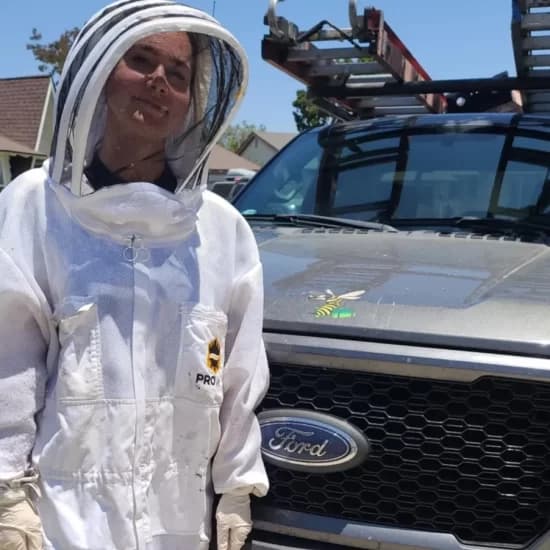 Professional bee removal services in Palm Springs