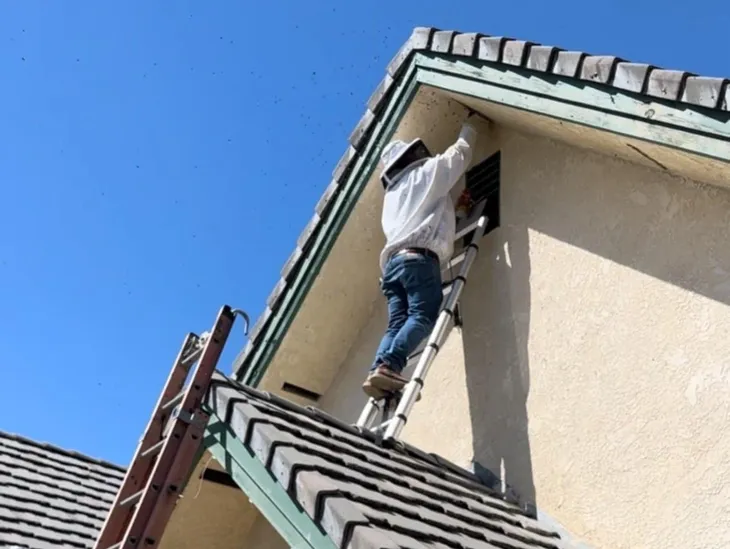 Carpenter bees being removed from a home's attic