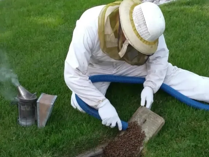 Professional bee removal in Coachella
